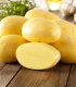 BIO sadbové brambory Agria - Solanum tuberosum - bio brambory - 10 ks