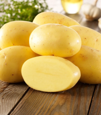 BIO sadbové brambory Agria - Solanum tuberosum - bio brambory - 10 ks
