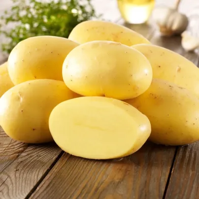 BIO sadbové brambory Agria - Solanum tuberosum - bio brambory - 10 ks
