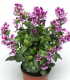 Semena hlazence – Hlazenec ohnivý Lavender Bicolor – Cuphea llavea