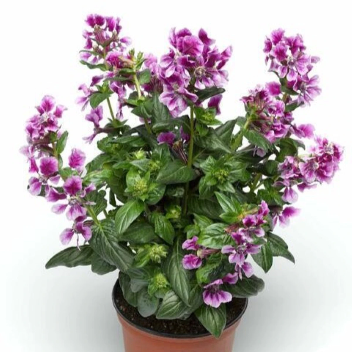 Semena hlazence – Hlazenec ohnivý Lavender Bicolor – Cuphea llavea