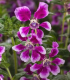 Hlazenec ohnivý Lavender Bicolor F1 - japonská myrta - Cuphea llavea - semena - 15 ks