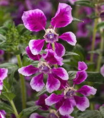 Hlazenec ohnivý Lavender Bicolor F1 - japonská myrta - Cuphea llavea - semena - 15 ks