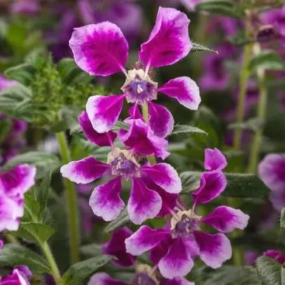 Hlazenec ohnivý Lavender Bicolor F1 - japonská myrta - Cuphea llavea - semena - 15 ks