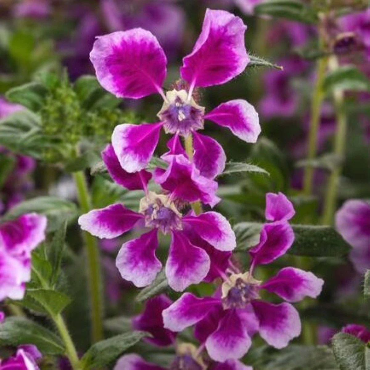 Hlazenec ohnivý Lavender Bicolor F1 - japonská myrta - Cuphea llavea - semena - 15 ks