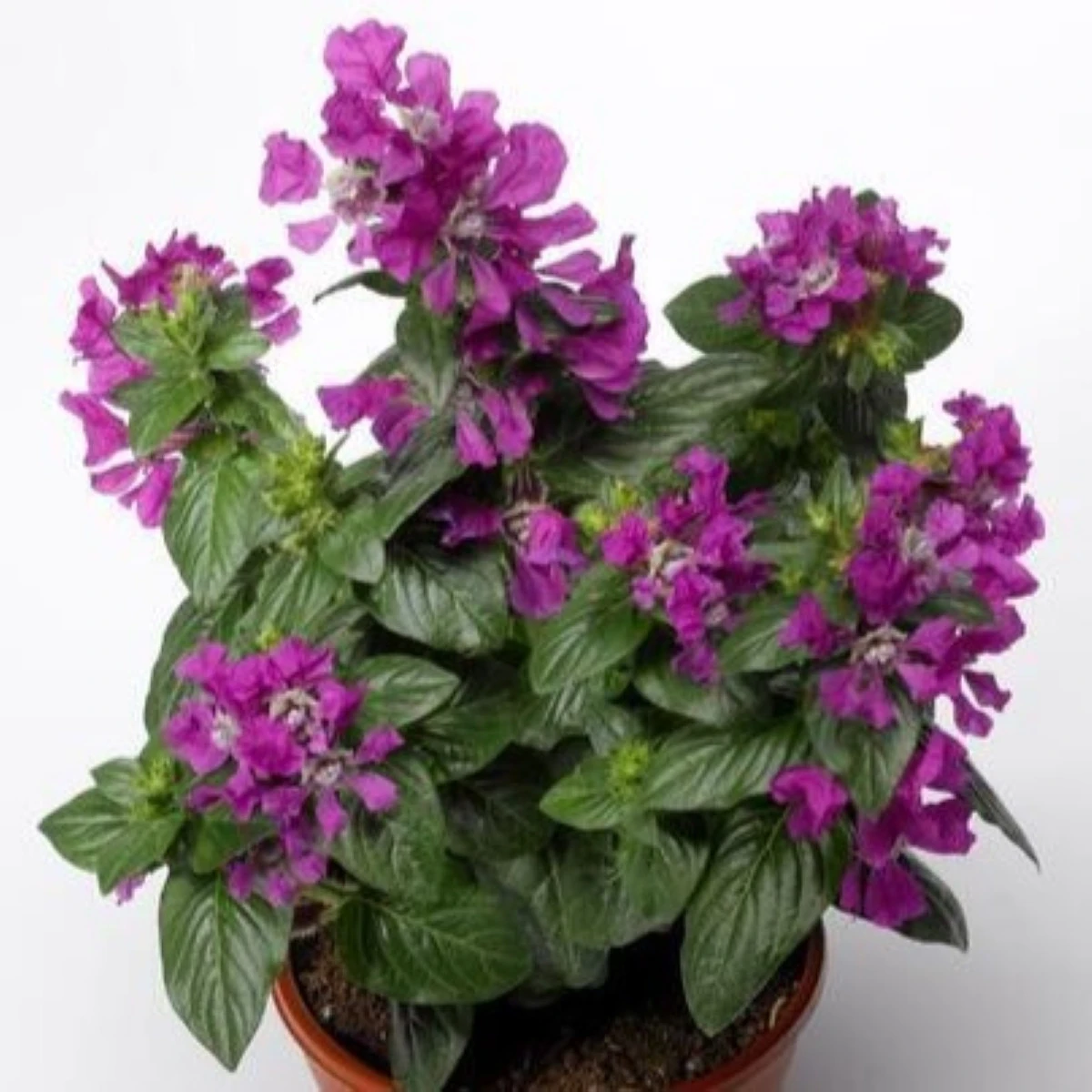 Semena hlazence – Hlazenec ohnivý Violet F1 – Cuphea llavea