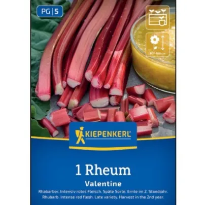 Sazenice rebarbory – Rebarbora Valentine – Rheum rhabarbarum