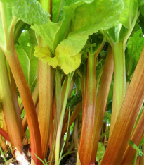 Rebarbora Timperley Early - Rheum rhabarbarum - prostokořenné sazenice - 1 ks