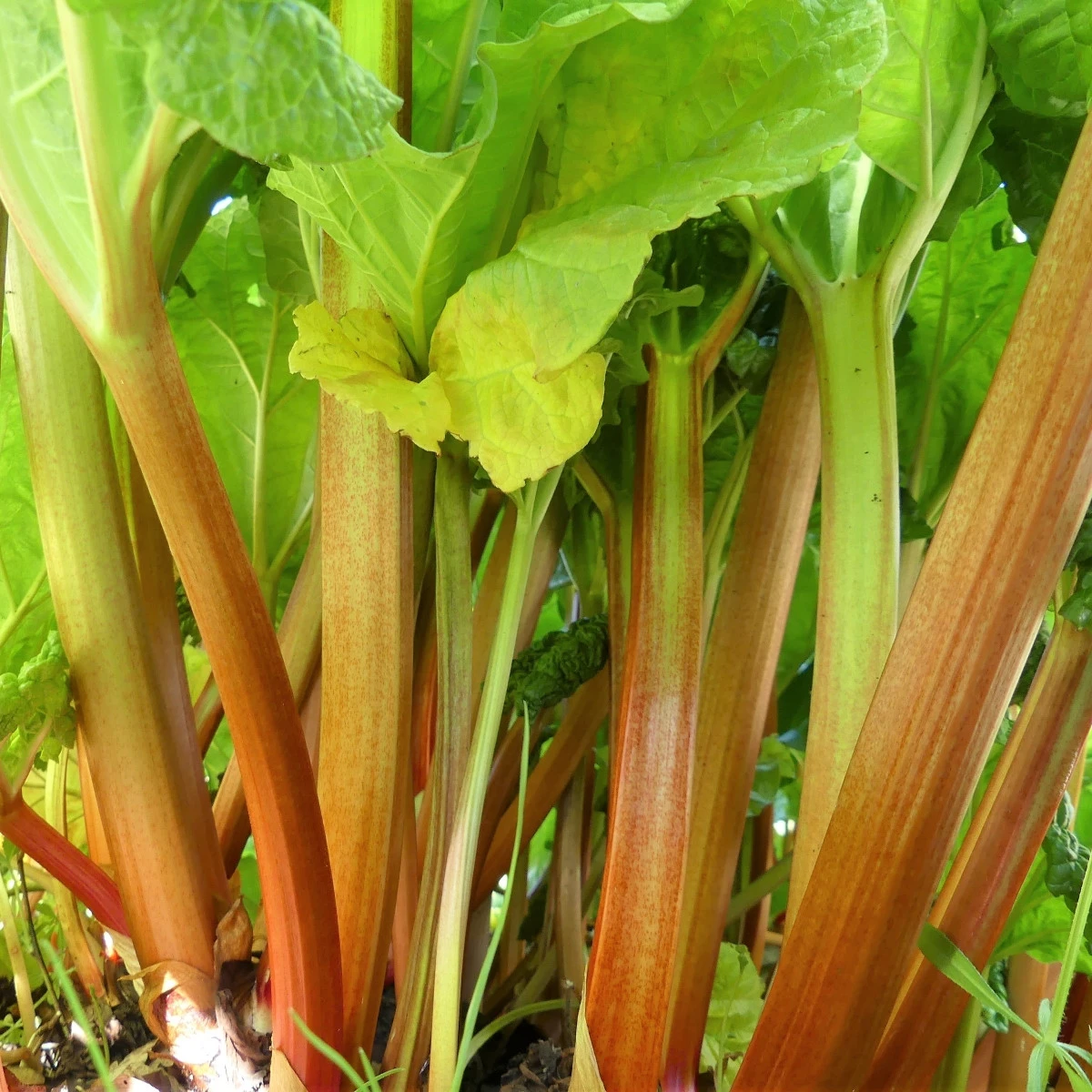 Rebarbora Timperley Early - Rheum rhabarbarum - prostokořenné sazenice - 1 ks