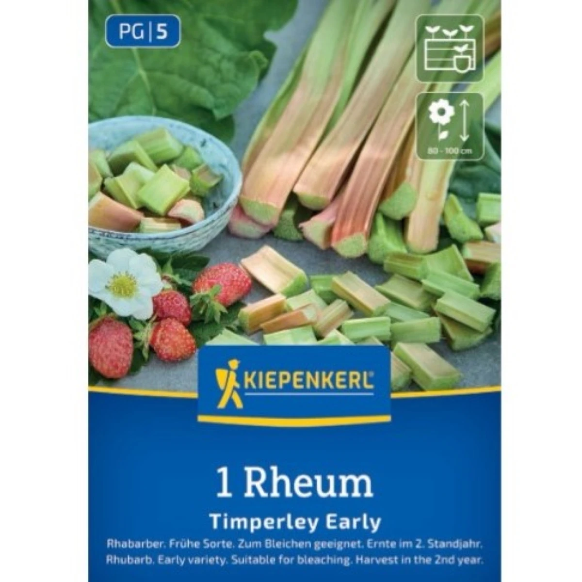 Sazenice rebarbory – Rebarbora Timperley Early – Rheum rhabarbarum
