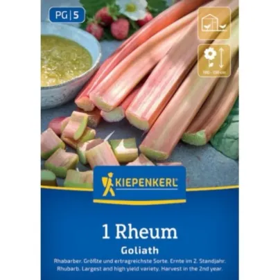 Sazenice rebarbory – Rebarbora Goliath – Rheum rhabarbarum