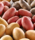 Sadbové brambory - 4 druhy - doba zrání - Solanum tuberosum - 12 ks