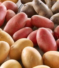Sadbové brambory - 4 druhy - doba zrání - Solanum tuberosum - 12 ks