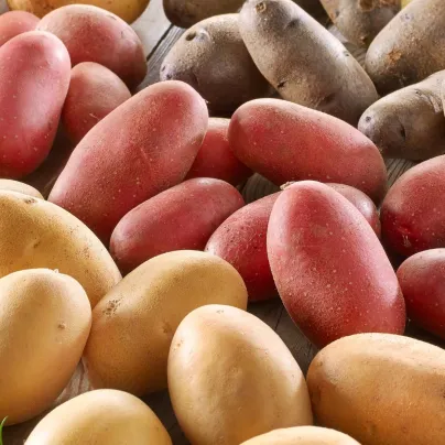 Sadbové brambory - 4 druhy - doba zrání - Solanum tuberosum - 12 ks
