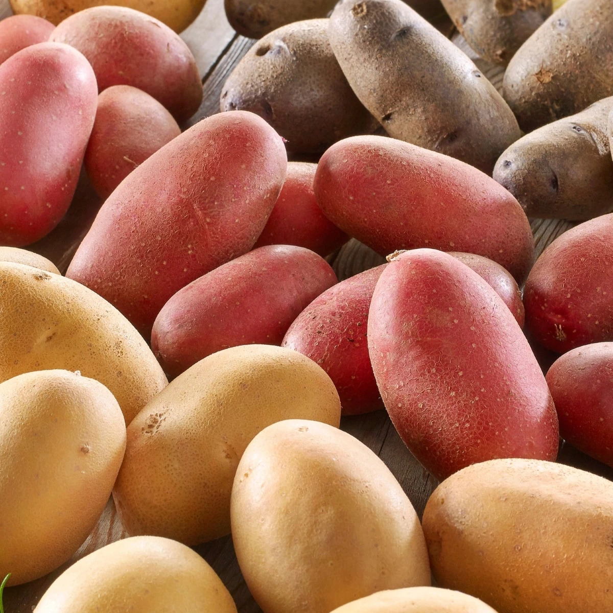 Sadbové brambory - 4 druhy - doba zrání - Solanum tuberosum - 12 ks