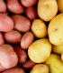 Sadbové brambory - 4 druhy - grilovací - doba zrání - Solanum tuberosum - brambory - 12 ks