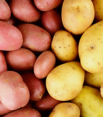 Sadbové brambory - 4 druhy - grilovací - doba zrání - Solanum tuberosum - brambory - 12 ks