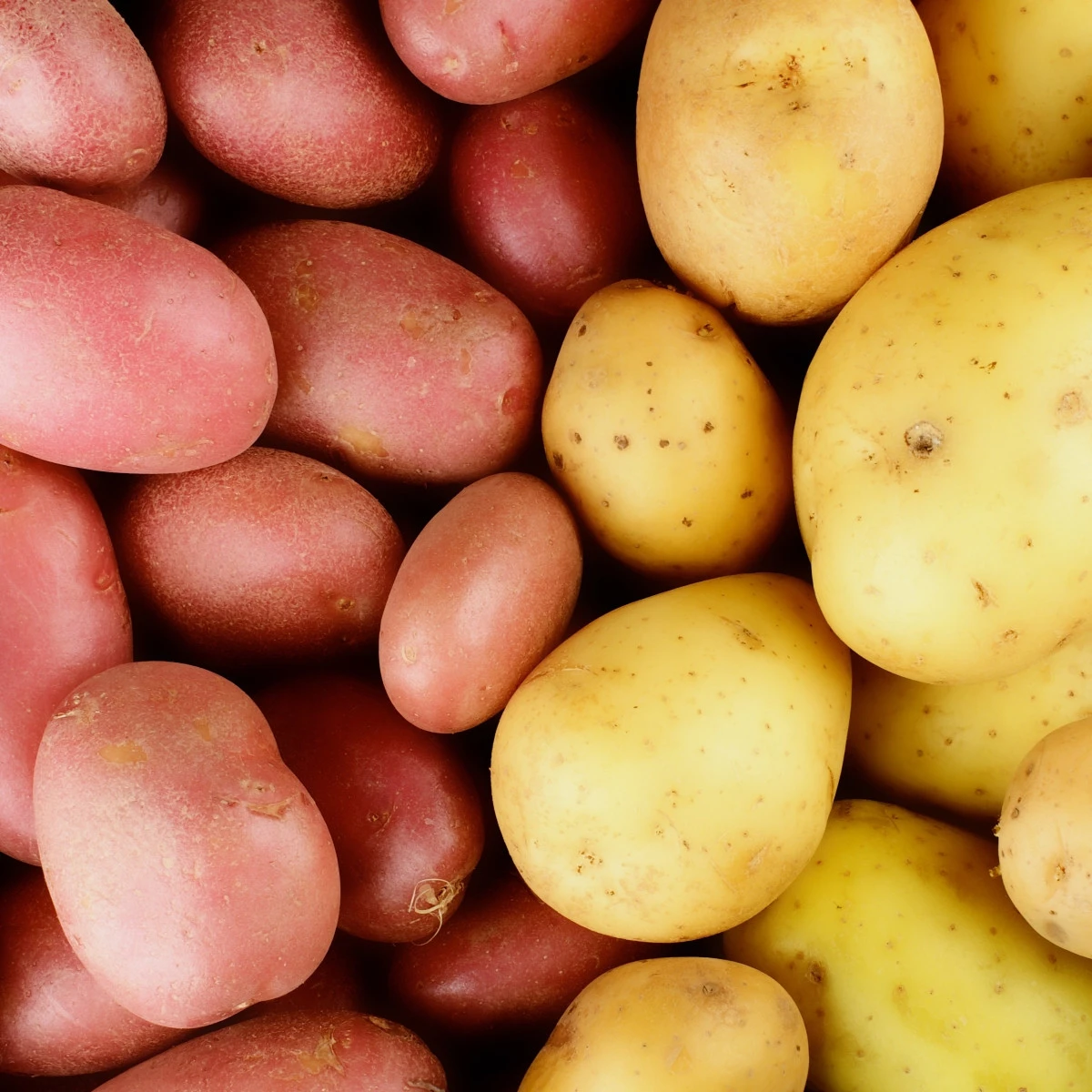 Sadbové brambory - 4 druhy - grilovací - doba zrání - Solanum tuberosum - brambory - 12 ks