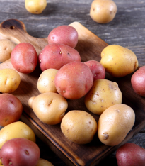 BIO Sadbové brambory - 4 druhy - směs odrůd - Solanum tuberosum - bio brambory - 12 ks