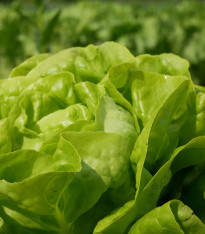 Salát hlávkový Smaragd - Lactuca sativa - semena - 400 ks