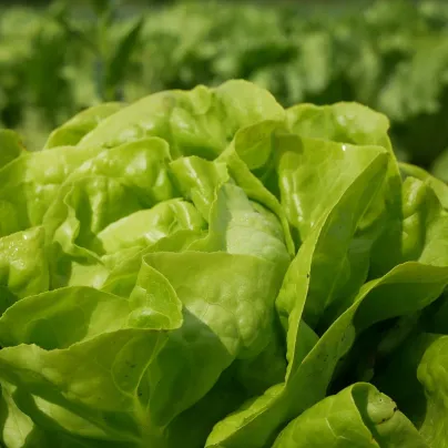 Salát hlávkový Smaragd - Lactuca sativa - semena - 400 ks