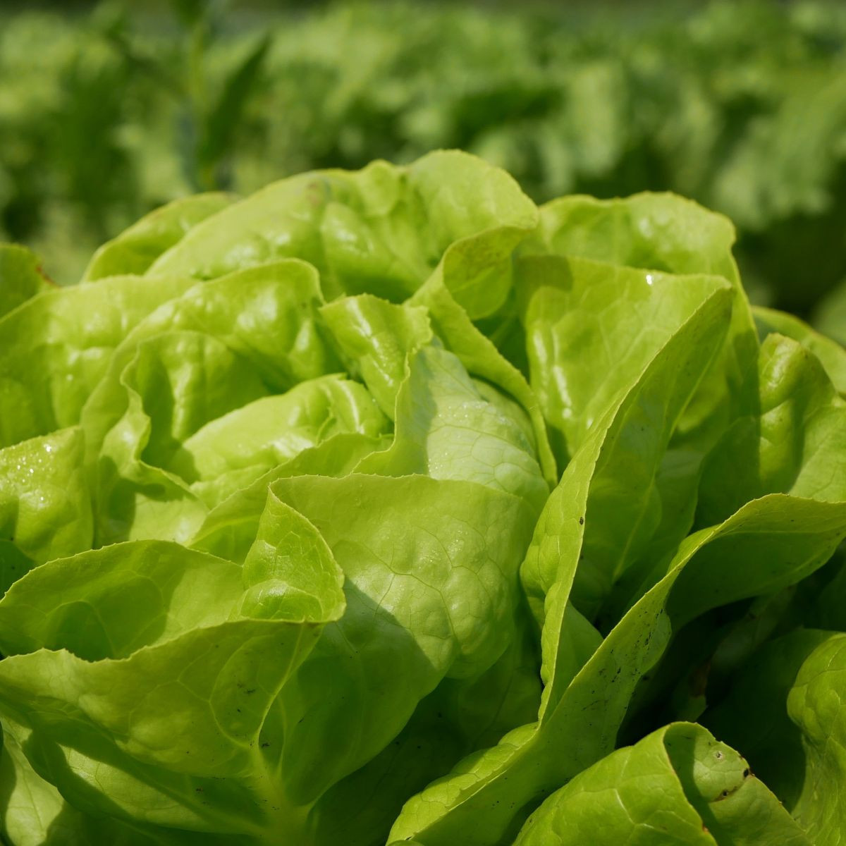 Salát hlávkový Smaragd - Lactuca sativa - semena - 400 ks