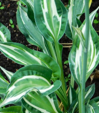 Funkie - Bohyška - Hosta Snake Eyes - cibuloviny - 1 ks