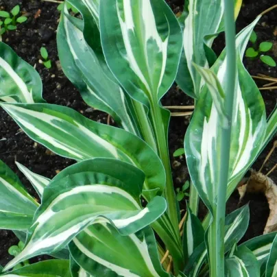 Funkie - Bohyška - Hosta Snake Eyes - cibuloviny - 1 ks
