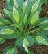 Funkie - Bohyška - Hosta Snake Eyes - cibuloviny - 1 ks