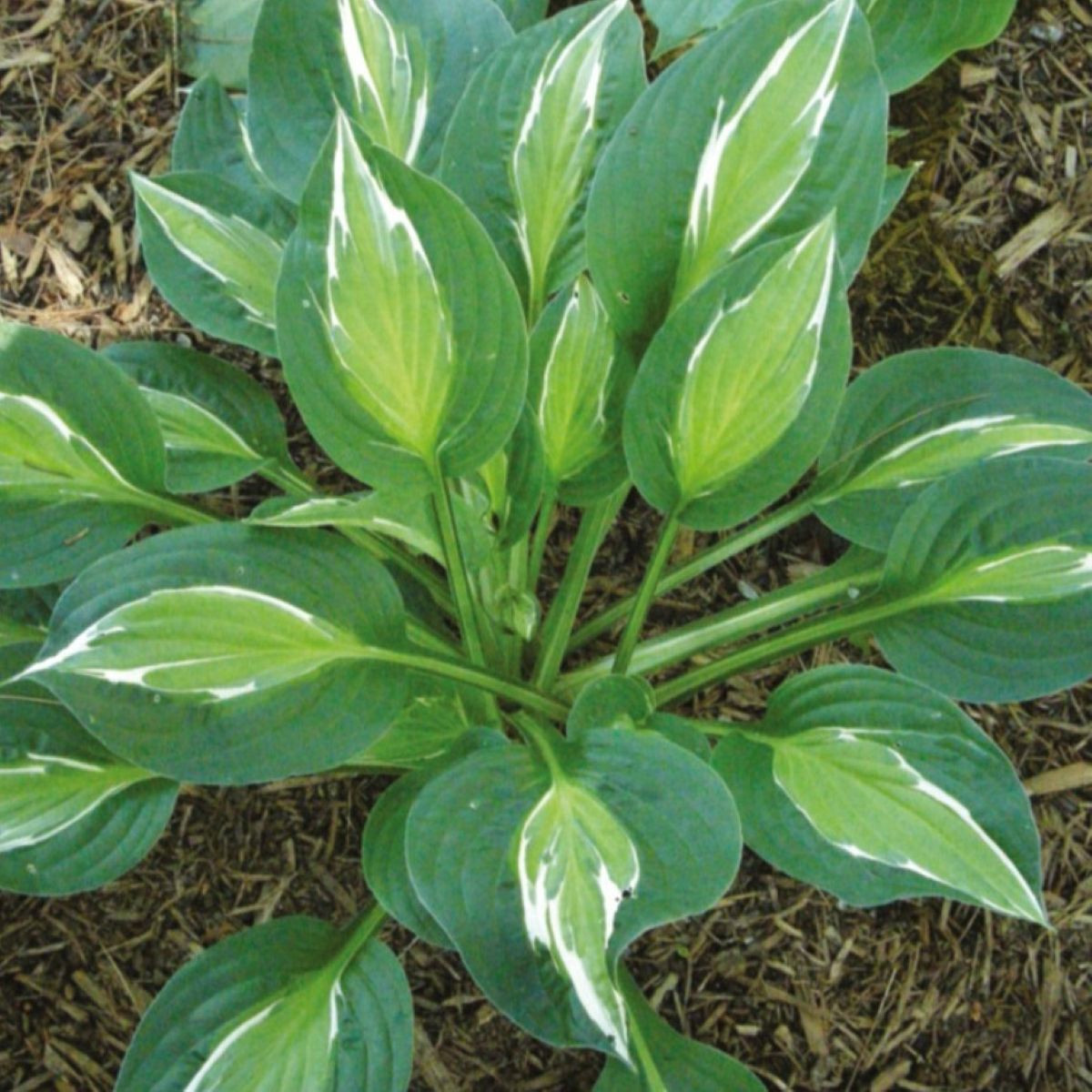 Funkie - Bohyška - Hosta Snake Eyes - cibuloviny - 1 ks