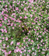 Šáter zední Garden Bride - Gypsophila muralis - semena - 150 ks