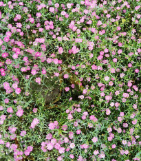 Šáter zední Garden Bride - Gypsophila muralis - semena - 150 ks