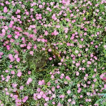 Šáter zední Garden Bride - Gypsophila muralis - semena - 150 ks