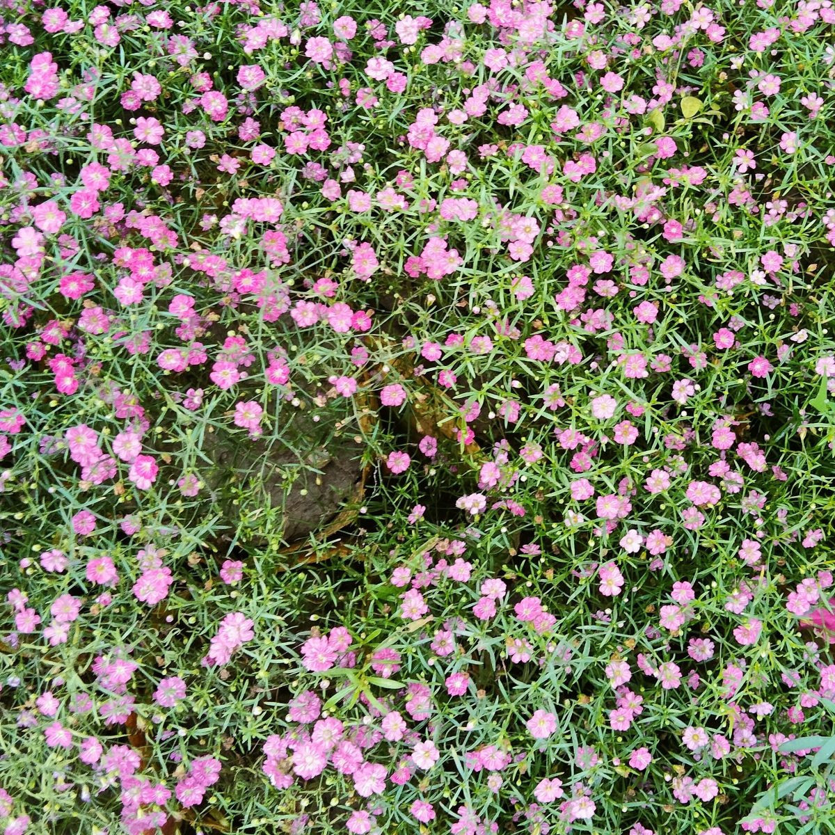 Šáter zední Garden Bride - Gypsophila muralis - semena - 150 ks