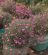 Semena šáteru – Šáter zední Garden Bride – Gypsophila muralis