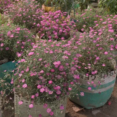 Semena šáteru – Šáter zední Garden Bride – Gypsophila muralis