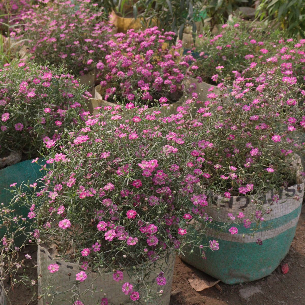 Semena šáteru – Šáter zední Garden Bride – Gypsophila muralis