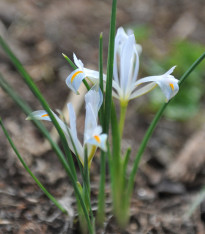 Kosatec síťkovaný bílý - Iris reticulata - cibuloviny - 3 ks