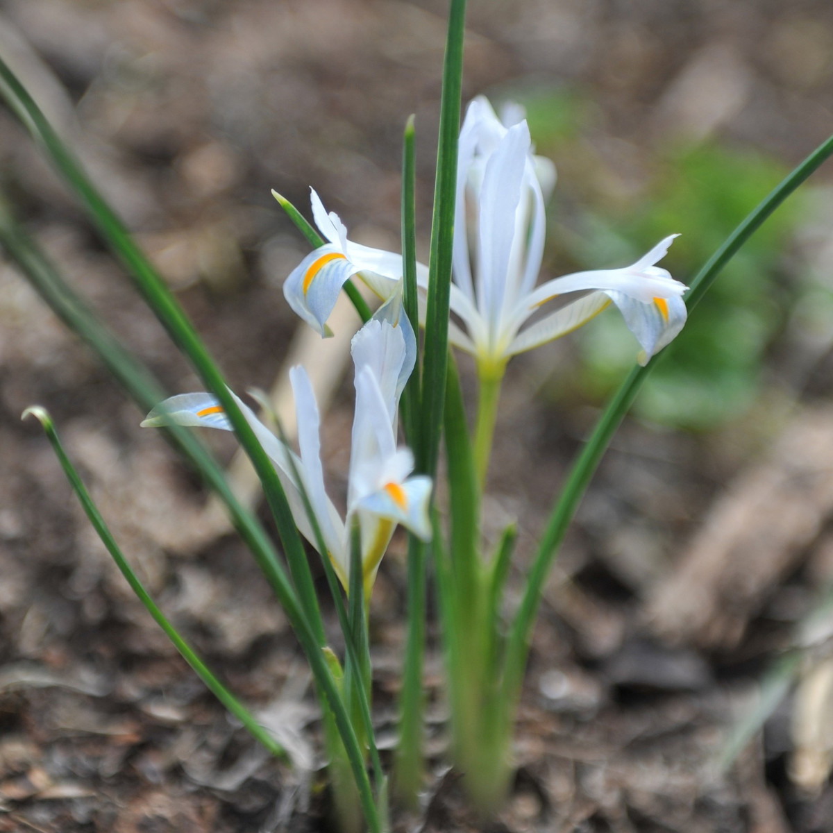 Kosatec síťkovaný bílý - Iris reticulata - cibuloviny - 3 ks