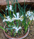 Kosatec síťkovaný bílý - Iris reticulata - cibuloviny - 3 ks