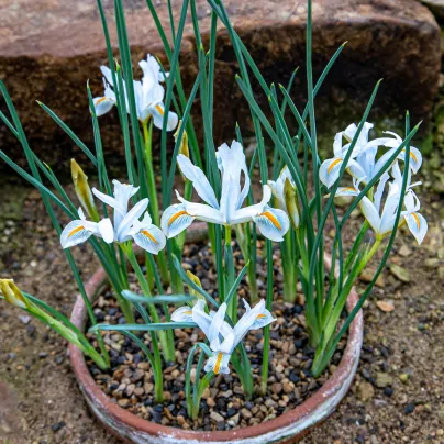 Kosatec síťkovaný bílý - Iris reticulata - cibuloviny - 3 ks