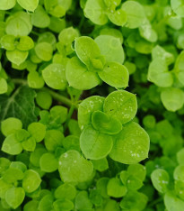 Máta peprná Mini Mint - Mentha piperita - semena - 20 ks