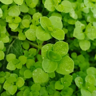 Máta peprná Mini Mint - Mentha piperita - semena - 20 ks