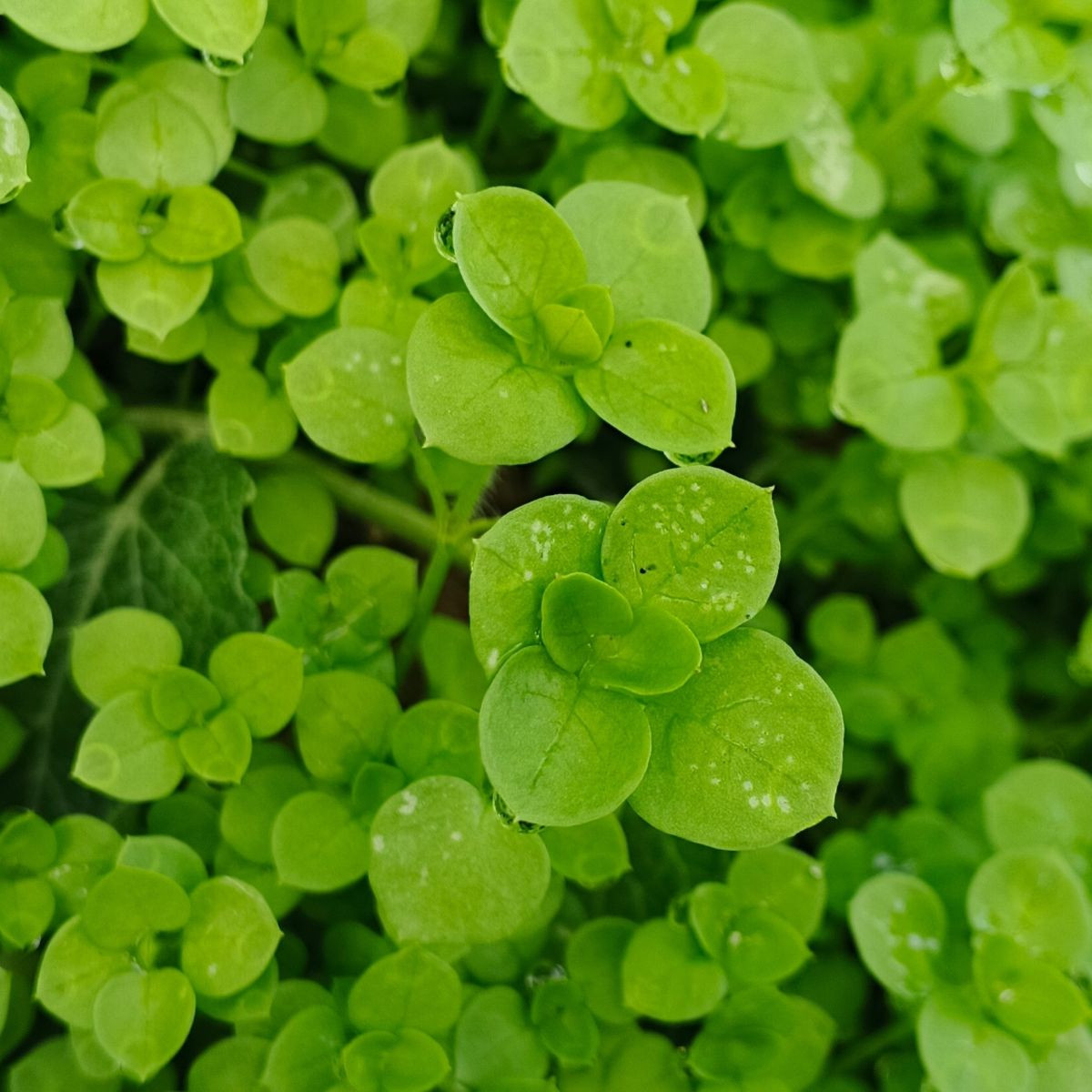 Máta peprná Mini Mint - Mentha piperita - semena - 20 ks