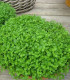 Máta peprná Mini Mint - Mentha piperita - semena - 20 ks
