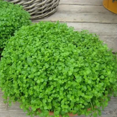 Máta peprná Mini Mint - Mentha piperita - semena - 20 ks