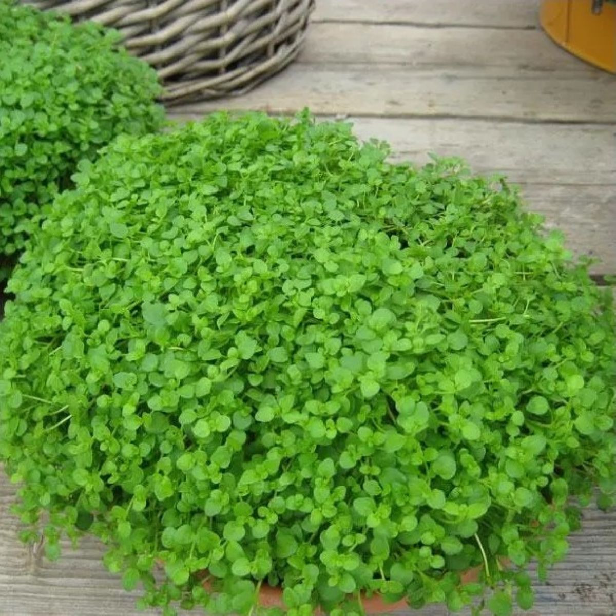 Máta peprná Mini Mint - Mentha piperita - semena - 20 ks