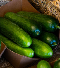 Mini okurka salátová La Diva - Cucumis sativus - semena - 8 ks