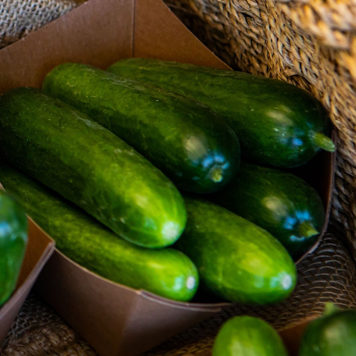 Mini okurka salátová La Diva - Cucumis sativus - semena - 8 ks