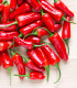 Semena chilli papričky – Chilli Apache F1 – Capsicum annuum